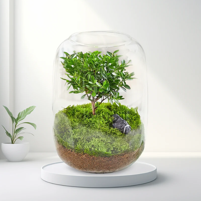 Vitroasis™ Arbre de Sagesse