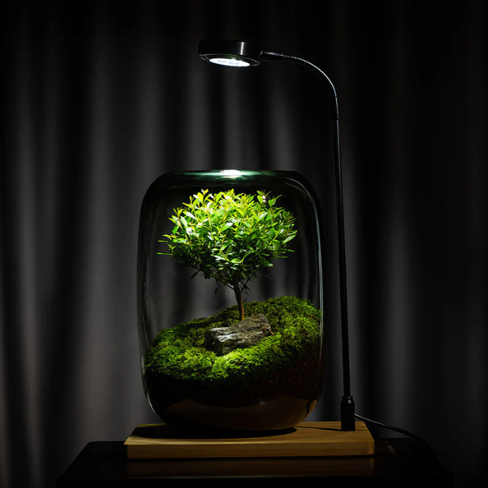 Vitroasis™ Arbre de Sagesse